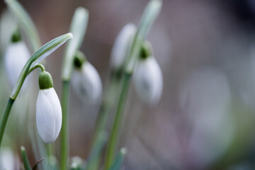 Schneegl&ouml;ckchen