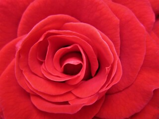 red rose macro