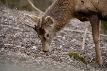 deer sika in the wild