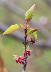 apricot leaves