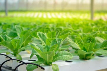 Growing green lettuce or organic salad vegetable With hydroponic systems in the greenhouse by controlling water and fertilizer using a small pipe Without soil for planting, digital smart farm - obrazy, fototapety, plakaty