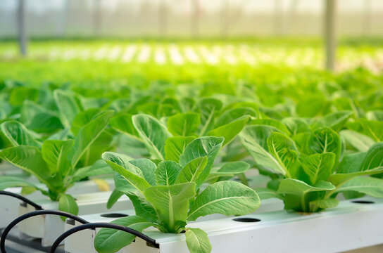 Growing green lettuce or organic salad vegetable With hydroponic systems in the greenhouse by controlling water and fertilizer using a small pipe Without soil for planting, digital smart farm