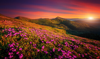 Fototapeta na wymiar Mountains under mist during sunset. Scenic image of fairy-tale Landscape with Pink rhododendron flowers and colorful sky under sunlit, over the Majestic Rocky Peacks. Picture of wild area