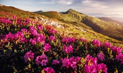 Fototapeta premium Wonderful morning alpine scenery Beautiful view on purple flowers rhododendron on summer highlands, Landscape of wild area, Amazing nature scenery. Carpathian mountains. small depth of field