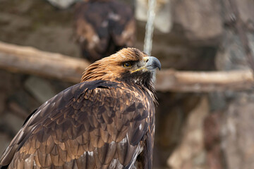 Portrait of an alert golden eagle sitting on the ground. Natural close-up of a bird of prey. Vulture or hawk.