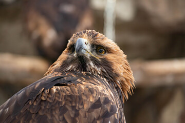 Portrait of an alert golden eagle sitting on the ground. Natural close-up of a bird of prey. Vulture or hawk.