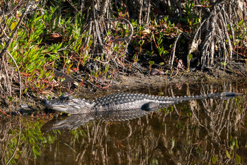 alligator sunning
