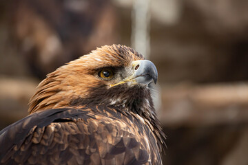 Portrait of an alert golden eagle sitting on the ground. Natural close-up of a bird of prey. Vulture or hawk.