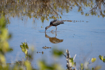 young glossy ibis