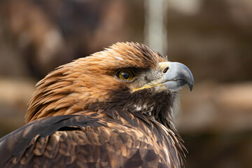 Portrait of an alert golden eagle sitting on the ground. Natural close-up of a bird of prey. Vulture or hawk.