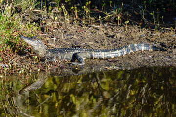 alligator in the swamp