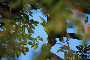 Schalow's turaco (Tauraco schalowi) sitting high in the branches of a tree with a blue sky shining through the branches.