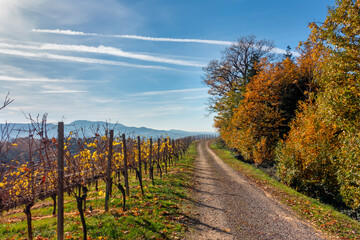 Straight path in autumn vineyard landscape