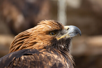 Portrait of an alert golden eagle sitting on the ground. Natural close-up of a bird of prey. Vulture or hawk.