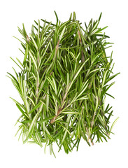 Bunch fresh rosemary top view. Gardening farming fragrant herb spice, isolated on white background.