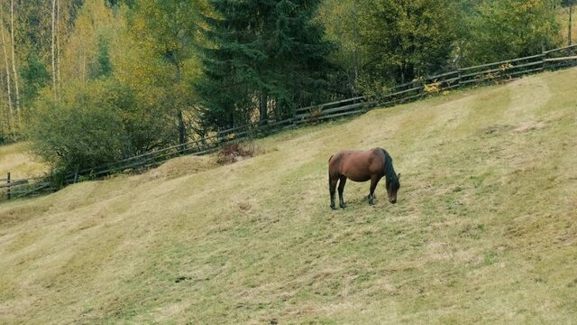 Horse in mountain pasture. Autumn landscape in countryside ranch. Chestnut mare grazes in farmers green grass meadow. Carpathian travel in fall. Rural livestock of domestic equine. Ecological tourism