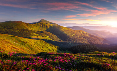 Mountains under mist during sunset. Scenic image of fairy-tale Landscape with Pink rhododendron...