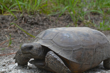 Gopher Tortoise in Florida