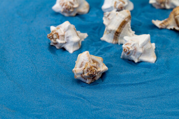 Obraz na płótnie Canvas Shells On Blue Sand
