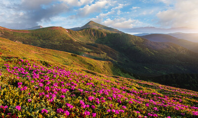 Fantastic Mountain landscape during sunset. Pink rhododendron flowers on under sunlight. Amazing nature scenery. Stunning natural landscape background. Travel adventure and freedom concept.