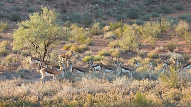 Footage of a small herd of springbok resting and feeding karoo bushes in Kgalagadi Transfrontier Park during sunrise - Kalahari desert, Upington, South Africa