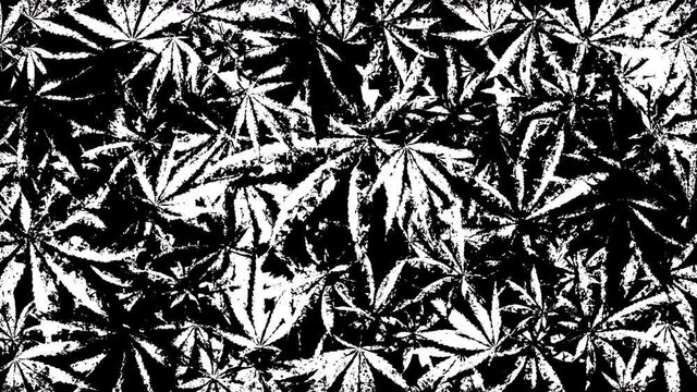 Marijuana Grunge Overlays - Grunge black and white loop/ op