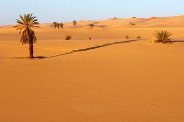 Sand Dunes With Sparse Vegetation, Ubari Sand Sea, Sahara Desert, Libya