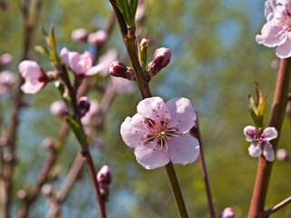 Peach Blossoms Prunus Persica Batsch