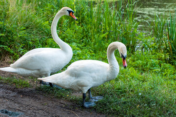 White swan onlake shore. Swan on beach. Swan on shore