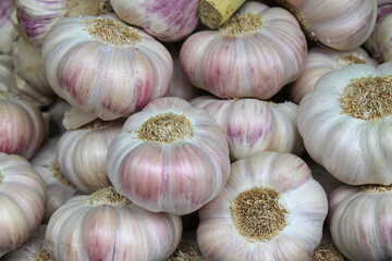 Fresh Garlic
