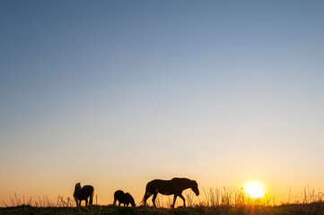 Horses grazing, walking at sunset with picturesque sky