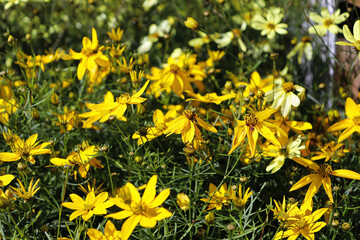 Side view of tickseed flowers in a tight flowerbed