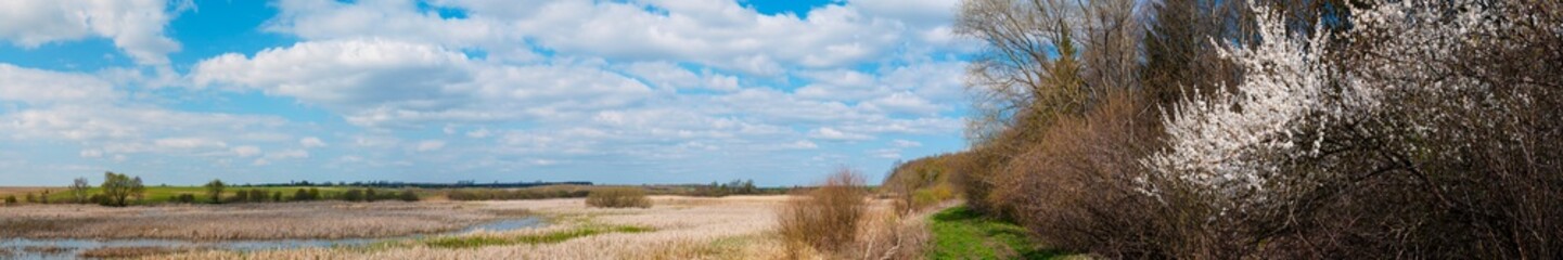 Extremely wide panorama. Cherries - It grows and blooms with pink flowers on a warm sunny day near the pond