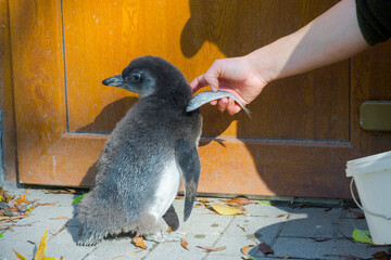 Feeding of an African or black-footed penguin chick © belizar