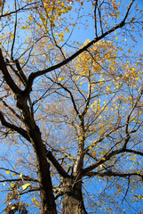 tree with yellow leaves in fall or winter