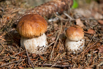 porcini boletus edulis