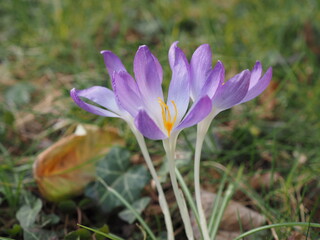 Krokusse (Crosus) sind wunderschöne meist Lila Blumen die zu den Frühjahrsblühern gehören