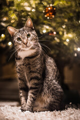 Katze vorm Tannenbaum