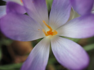 Obraz premium Krokusse (Crosus) sind wunderschöne meist Lila Blumen die zu den Frühjahrsblühern gehören