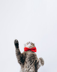waist up of a grey cat with a red bow tie around its neck.Plays or catches something on a light background.copy space.animal background.The concept of holidays.Pet Store poster design, postcard