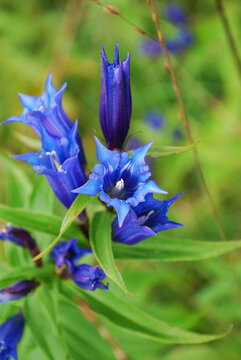 Blue Gentian