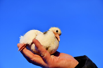 A young pigeon chick with white plumage and light yellow down sits on a man's hand. © сергей большаков