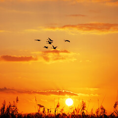 wild geese sunset