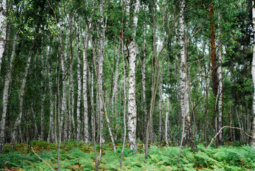 birches and ferns in a national park with vibrant colors