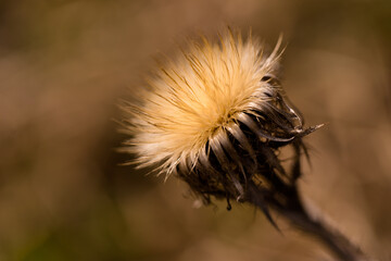 Distel