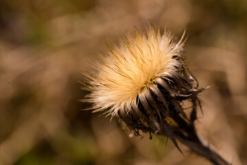 Distel