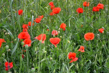 Poppies, amapolas