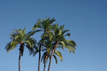 Fototapeta na wymiar Palm trees under the blue southern California sky