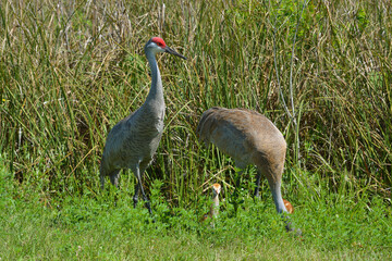Sandhill cranes and babies