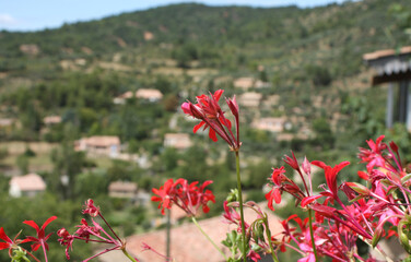 Fototapeta premium Geranium With Views On Moustiers
